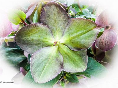 Helleborus.JPG