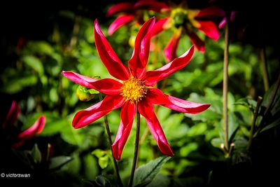 Dahlia-Marie Schnugg.JPG