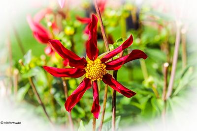 Dahlia-Marie Schnugg.JPG