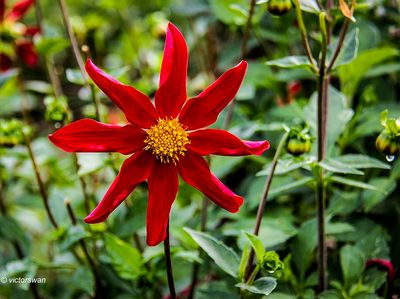 Dahlia-Marie Schnugg.JPG