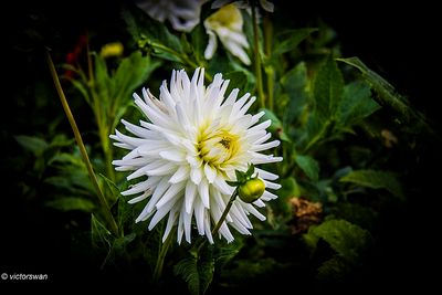 Dahlia-My love.JPG