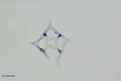 Diatomeen