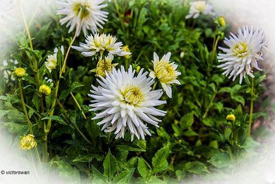 Dahlia-My love.JPG
