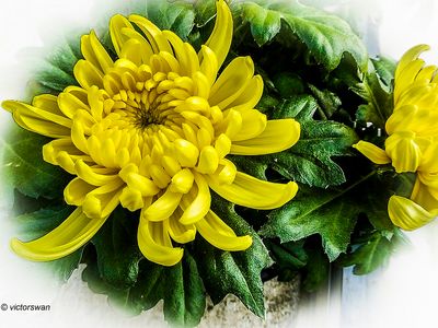 Chrysanthemum.jpg