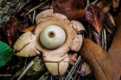 Gekraagde aardster - Geastrum triplex .JPG