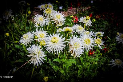 Dahlia-My love.JPG