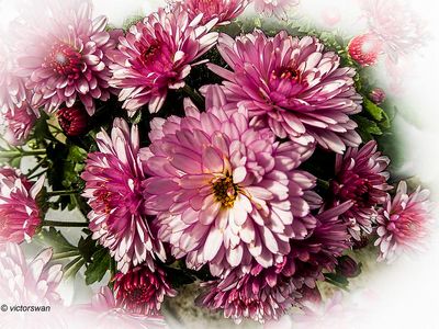 Chrysanthemum.jpg