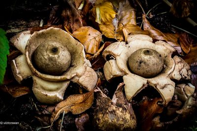 Gekraagde aardster - Geastrum triplex .JPG