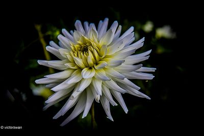 Dahlia-My love.JPG