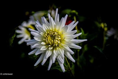 Dahlia-My love.JPG