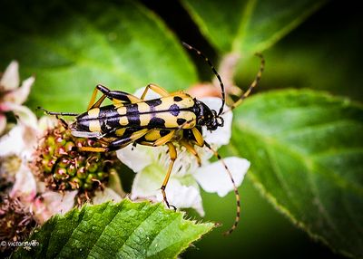 Geringelde Smalboktor - Rutpela maculata.JPG