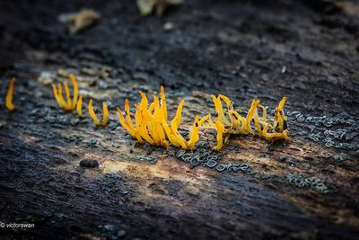 Geel hoorntje - Calocera cornea + Gedrongen mollisia - Mollisia cinerea.JPG  .JPG