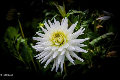 Dahlia-My love.JPG