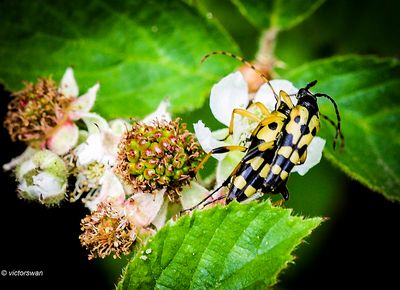 Geringelde Smalboktor - Rutpela maculata.JPG