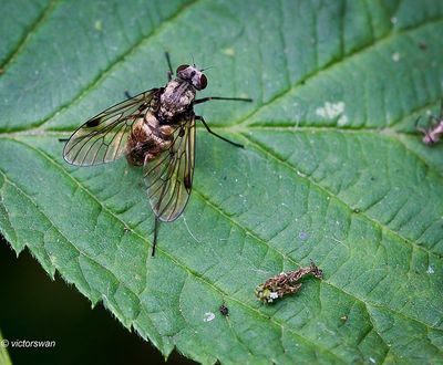 Gewone Schubsnipvlieg - Chrysopilus cristatus.JPG