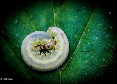 Bladwesp - Monostegia abdominalis.JPG