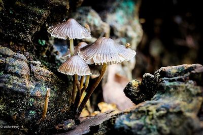 Fraaisteelmycena - Mycena inclinata.JPG