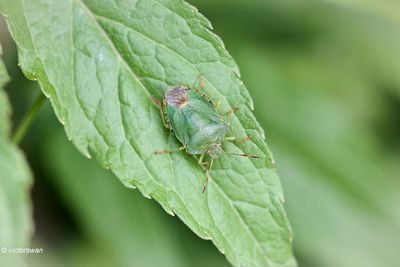 Groene Stinkwants - Palomena prasina.JPG