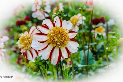 Dahlia-Asahi Chohji.JPG
