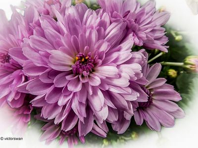 Chrysanthemum.jpg
