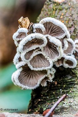 Waaiertje - Schizophyllum communeJPG