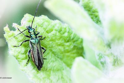 Fraaie Schijnboktor - Oedemera nobilis.JPG