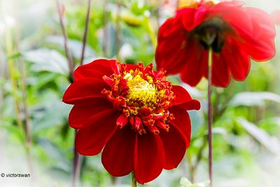 Dahlia-Asahi Chohji.JPG