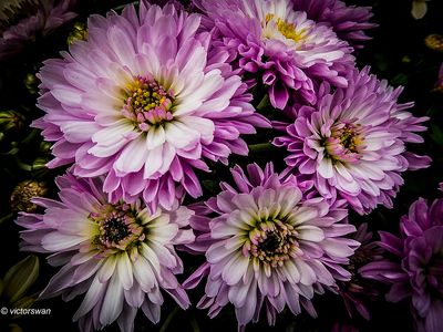 Chrysanthemum.jpg