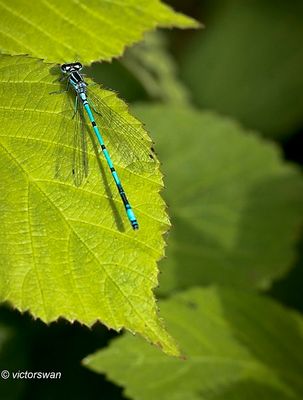 Azuurwaterjuffer - Coenagrion puella.JPG