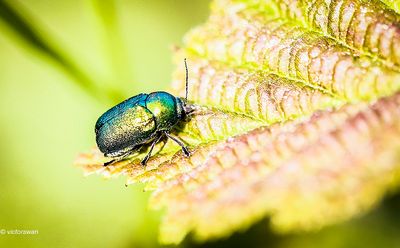 Cryptocephalus aureolus.JPG