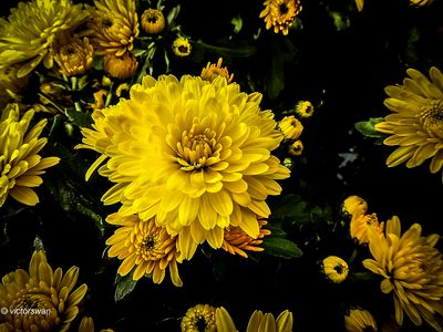 Chrysanthemum.jpg