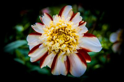 Dahlia-Asahi Chohji.JPG