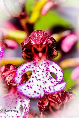Purperorchis - Orchis purpurea .JPG