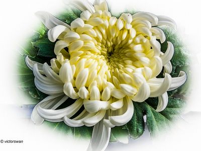 Chrysanthemum.jpg
