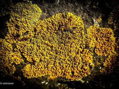 Oranje dooiermos - Xanthoria calcicola.JPG