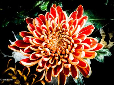 Chrysanthemum.jpg