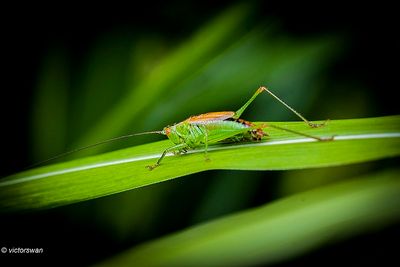 Gewoon spitskopje - Conocephalus dorsalis.JPG