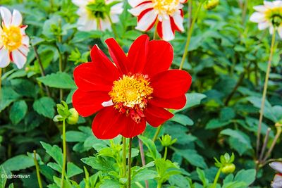 Dahlia-Asahi Chohji.JPG