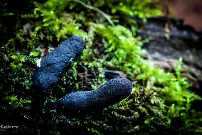 Houtknotszwam - Xylaria polymorpha  dodenmansvinger.JPG