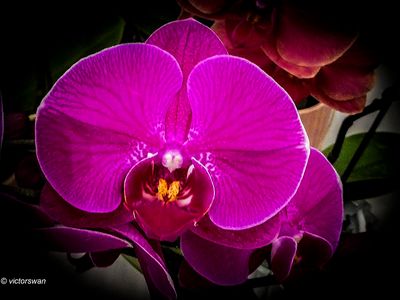 Phalaenopsis.JPG