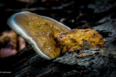 Roodgerande houtzwam - Fomitopsis pinicola .JPG