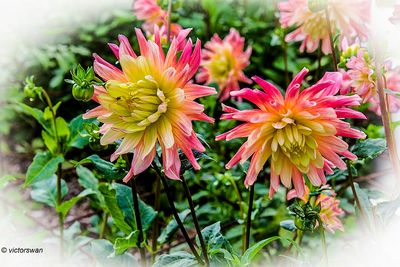 Dahlia-Aumonier Chandelon.JPG