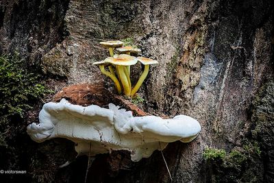 Gewone zwavelkop - Hypholoma fasciculare op tonderzwam.JPG