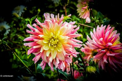 Dahlia-Aumonier Chandelon.JPG