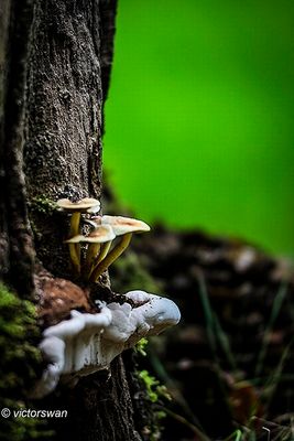 Gewone zwavelkop - Hypholoma fasciculare op tonderzwam.JPG