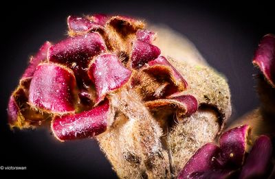 Toverhazelaar - Hamamelis bloem restand.JPG