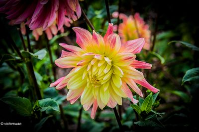 Dahlia-Aumonier Chandelon.JPG