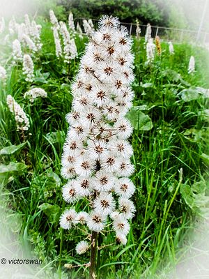 Groot hoefblad - Petasites hybridus.JPG