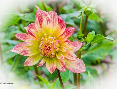 Dahlia-Aumonier Chandelon.JPG