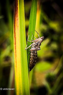 grote keizerlibel - Anax imperator  Huid 